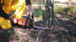 Professional Tree Care in Superior, NE
