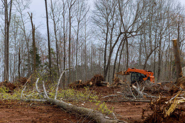 Best Hazardous Tree Removal  in Superior, NE