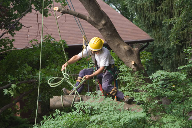Lawn Maintenance Plans in Superior, NE