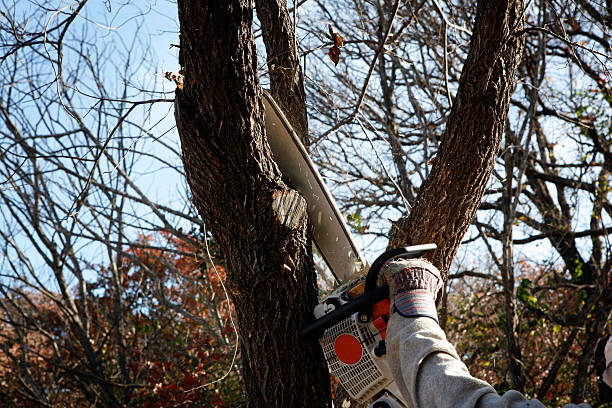 Best Tree Cabling and Bracing  in Superior, NE